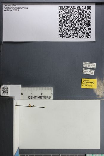 Media type: image;   Entomology 587256